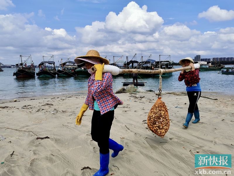茂名市滨海新区西葛村的妇女两人一组,提着扁担去扛螺.