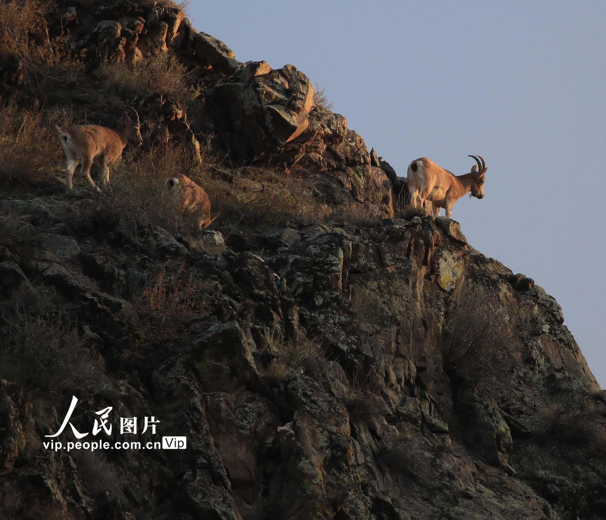 北山羊,又叫懸羊,野山羊等,屬國家一級保護動物,中國瀕危動物紅皮書把