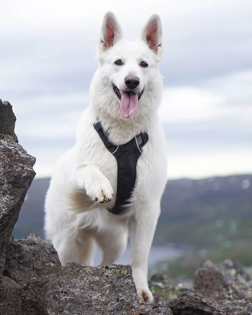 罕见的巧克力色德牧曝光可网友这不就是个熊宝宝