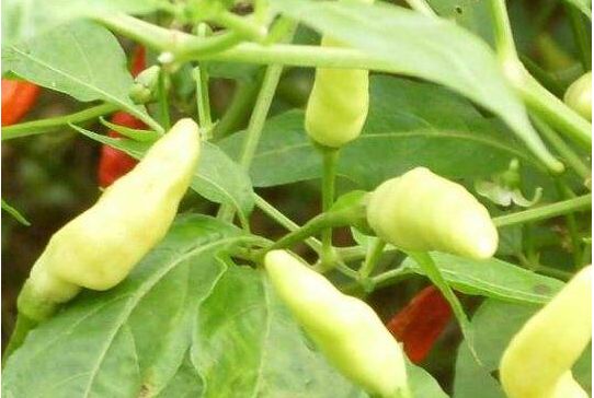 野山椒好处颇多,吃法丰富,帮助缓解疼痛,还可预防感冒