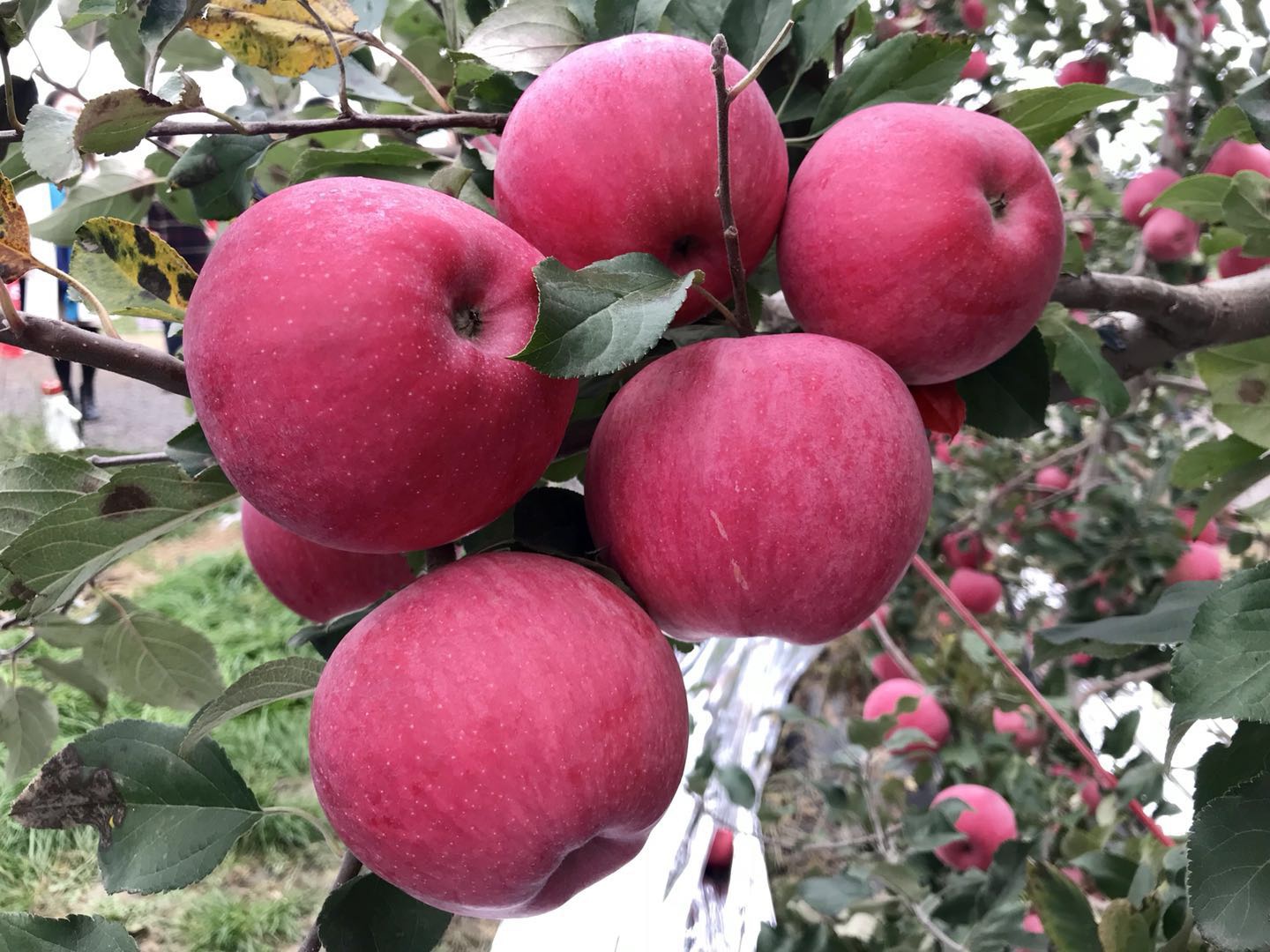 金秋送爽魅力果乡,白水苹果亿万人民的口福!