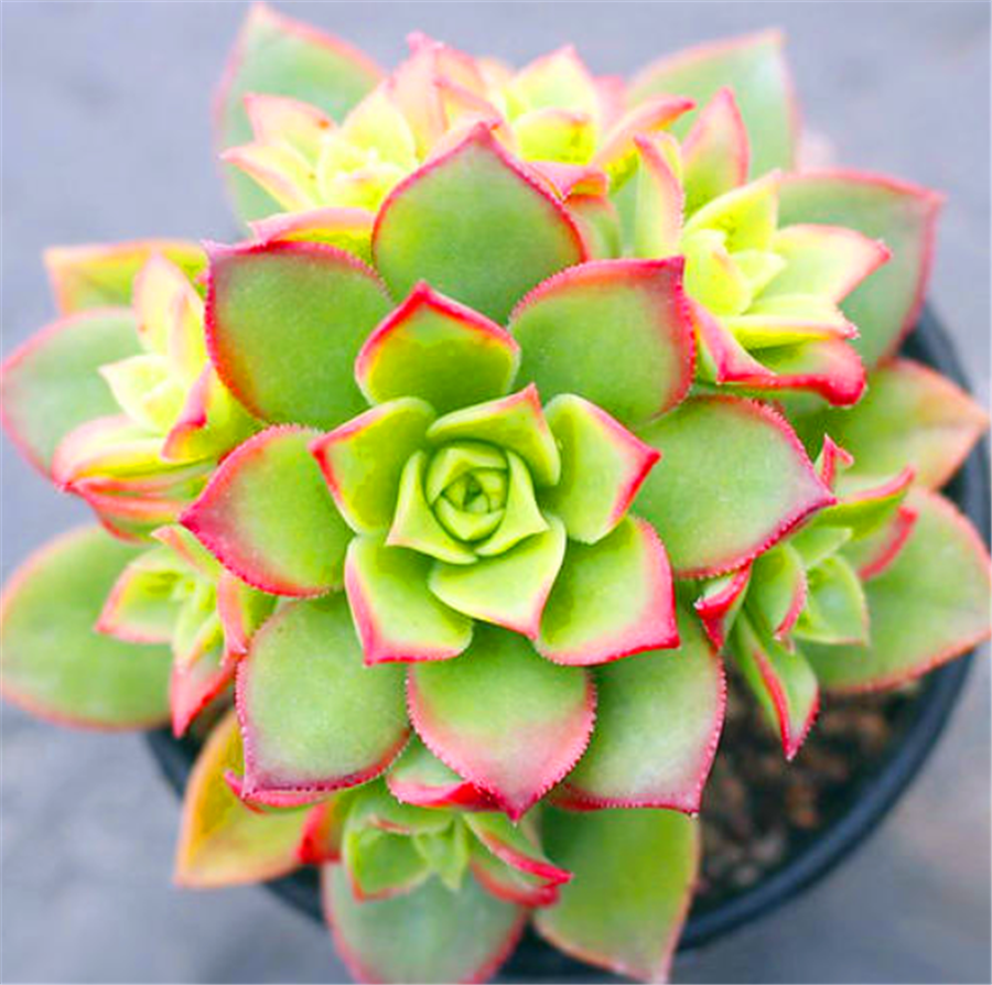 炫彩多肉艳日辉养护牢记3个多明黄鲜红绚丽多姿