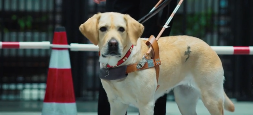 "催泪"国产片,狗狗的世界,看得我哭了|导盲犬小q|导盲犬|小q_新浪新闻