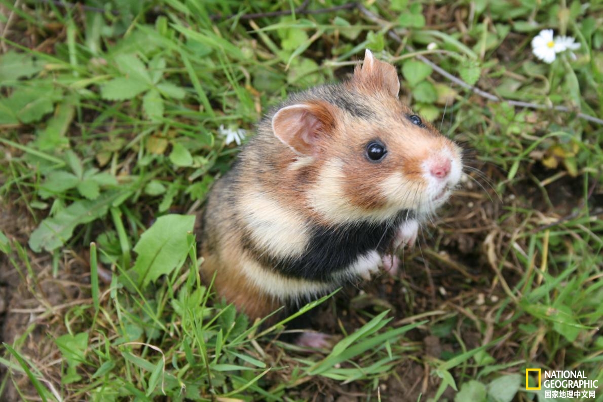 软萌可爱的野生仓鼠竟然极度濒危!