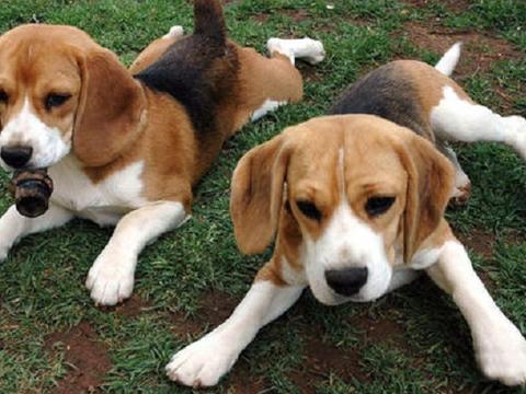 知道比格犬吗？想养它的话，先了解它的优点和缺点|比格犬|优点|主人_新浪新闻