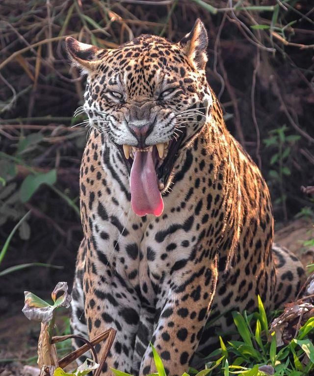 巴西美洲豹打哈欠伸舌豪放不羁神似滚石乐队红舌头