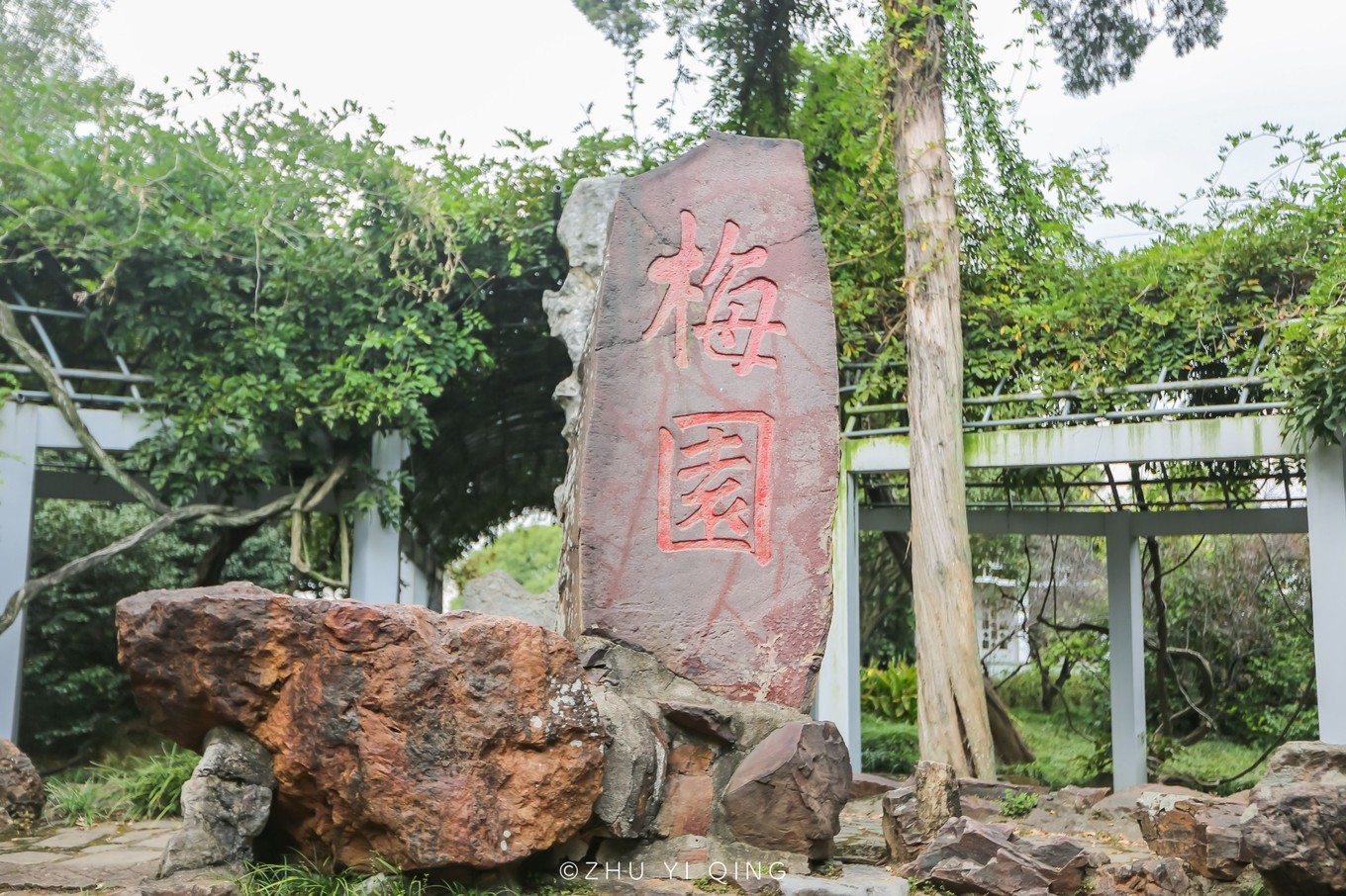 梅园原大门的紫藤架就是由这棵紫藤树生根发芽,才形成了如今我们所