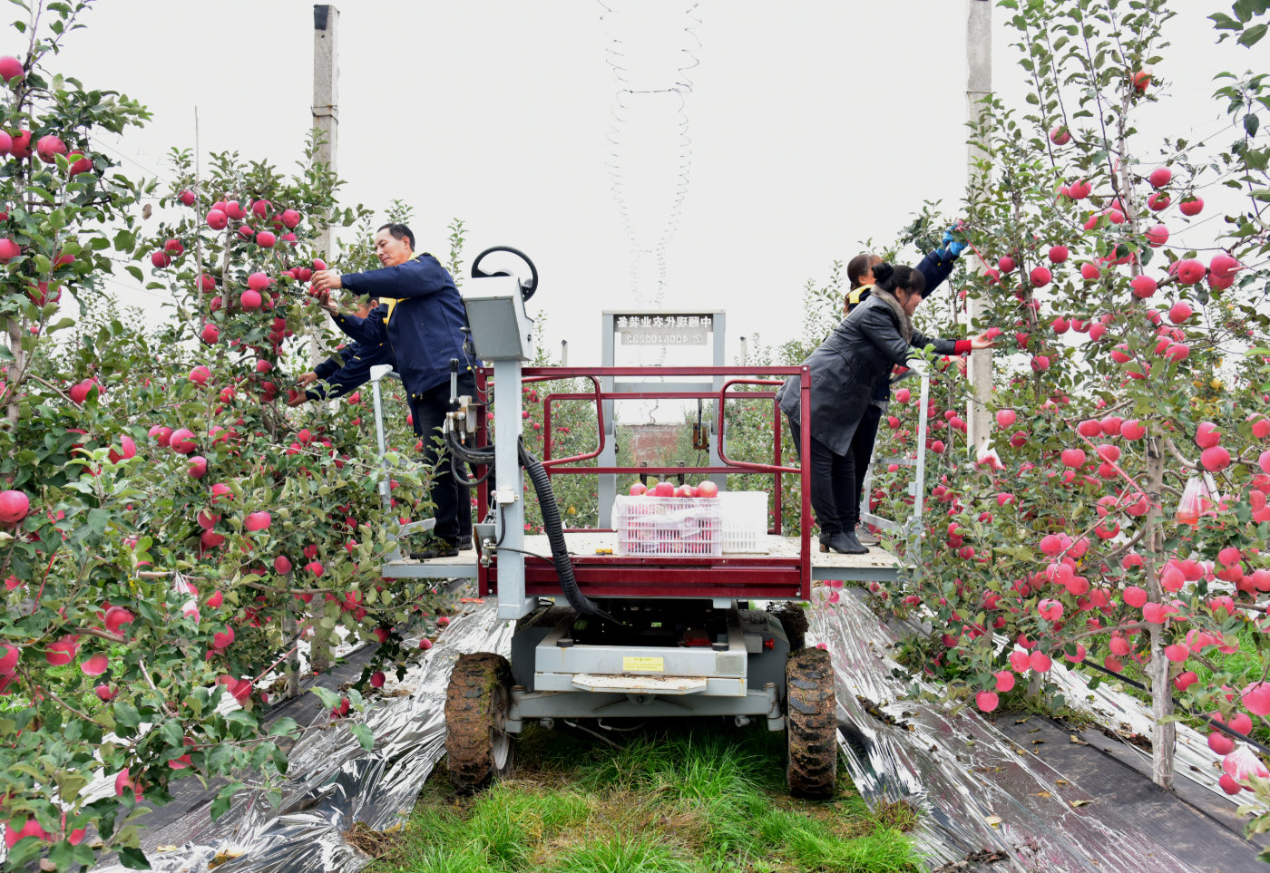 消费扶贫e起来走进白水 小苹果大产业 果园托管新模式助农增收