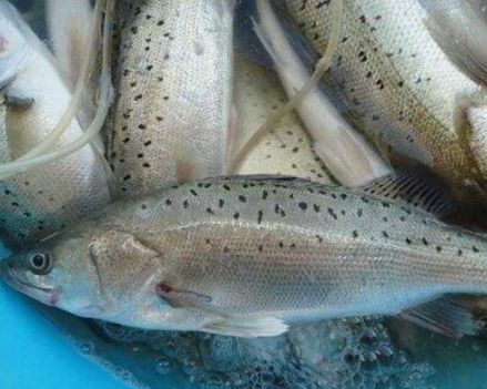 买鲈鱼,淡水和海水鲈鱼哪种好?老板:两者区别很大,弄懂再买!