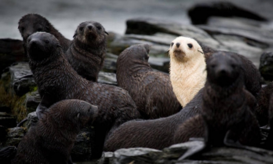 俄罗斯发现稀有生物,它出现的概率仅1/100000,常被同类孤立|海狗|金毛