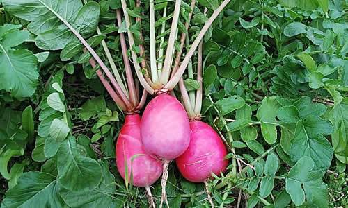 秋吃萝卜赛人参!咋选?咋吃?有何禁忌?