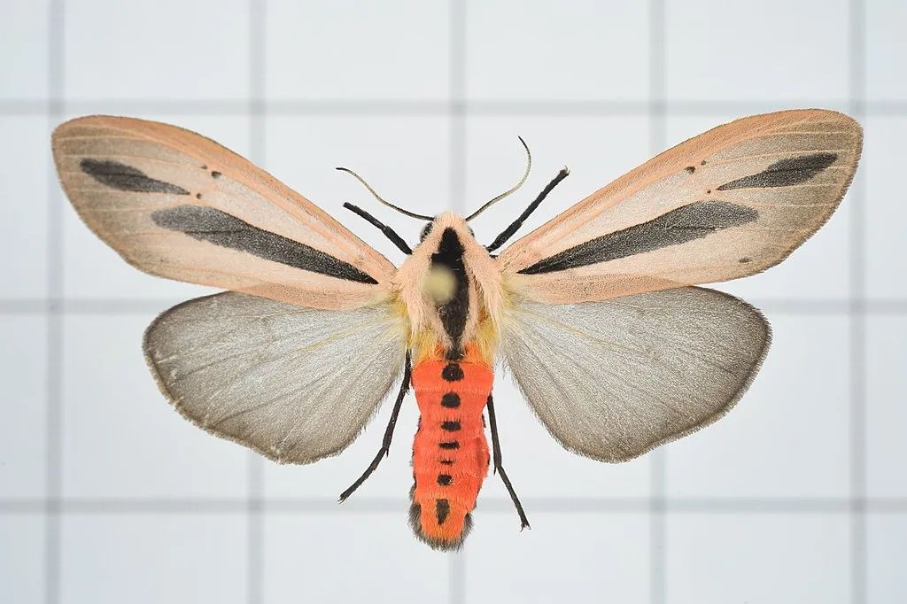 用触手把妹这是个啥操作