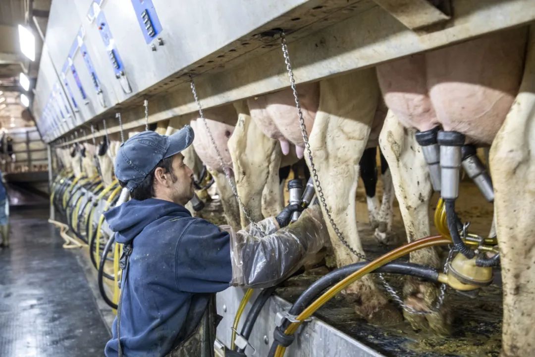 2019年10月16日,在美国艾奥瓦州的奶牛场里,工人为乳牛挤奶