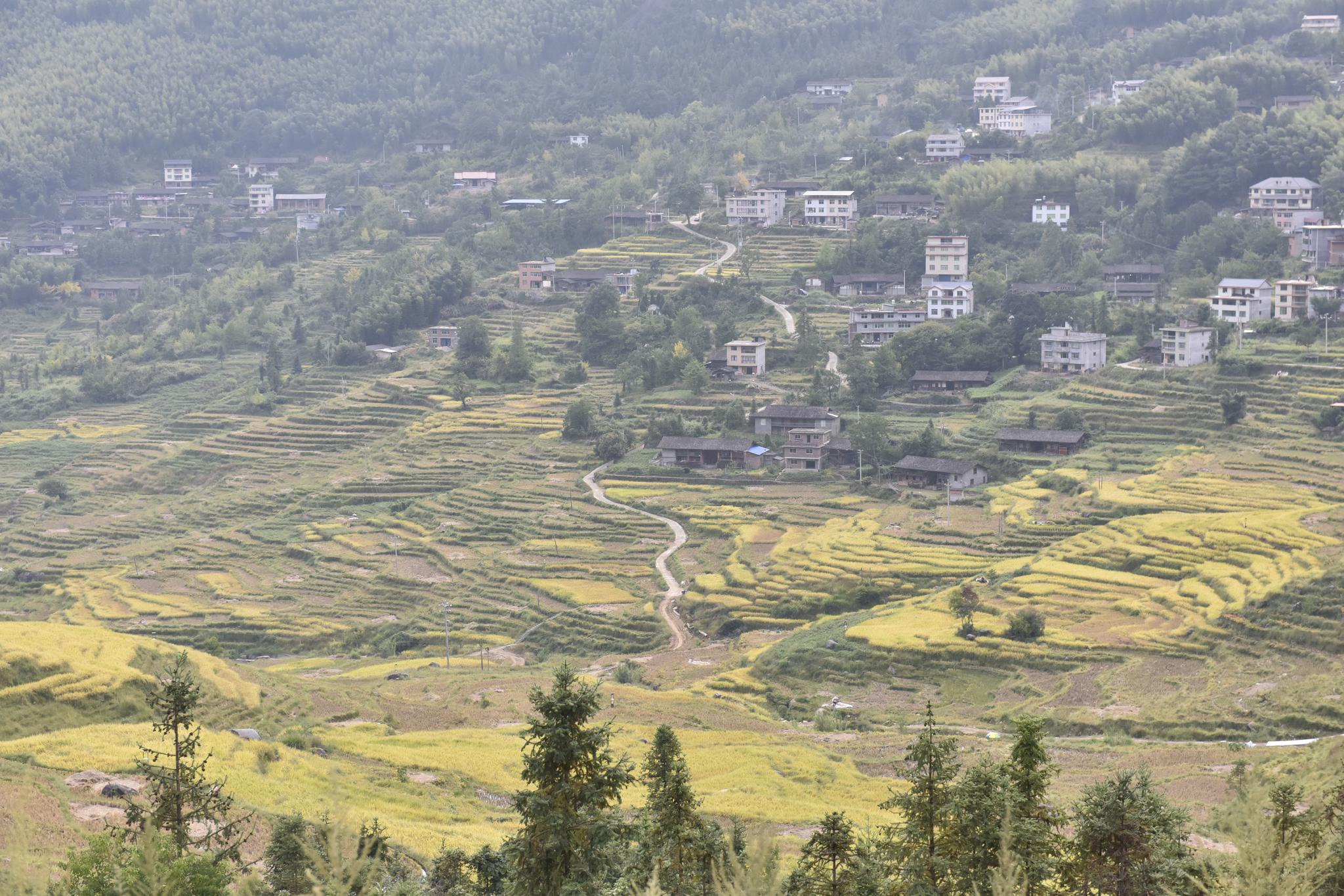 这是10月2日拍摄的福建省三明市尤溪县联合镇联合梯田核心区景.