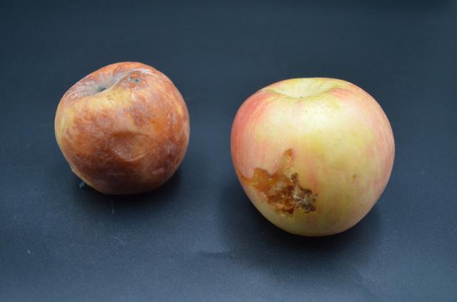 如果苹果已经完全烂掉了,那么大家都会选择直接扔掉.