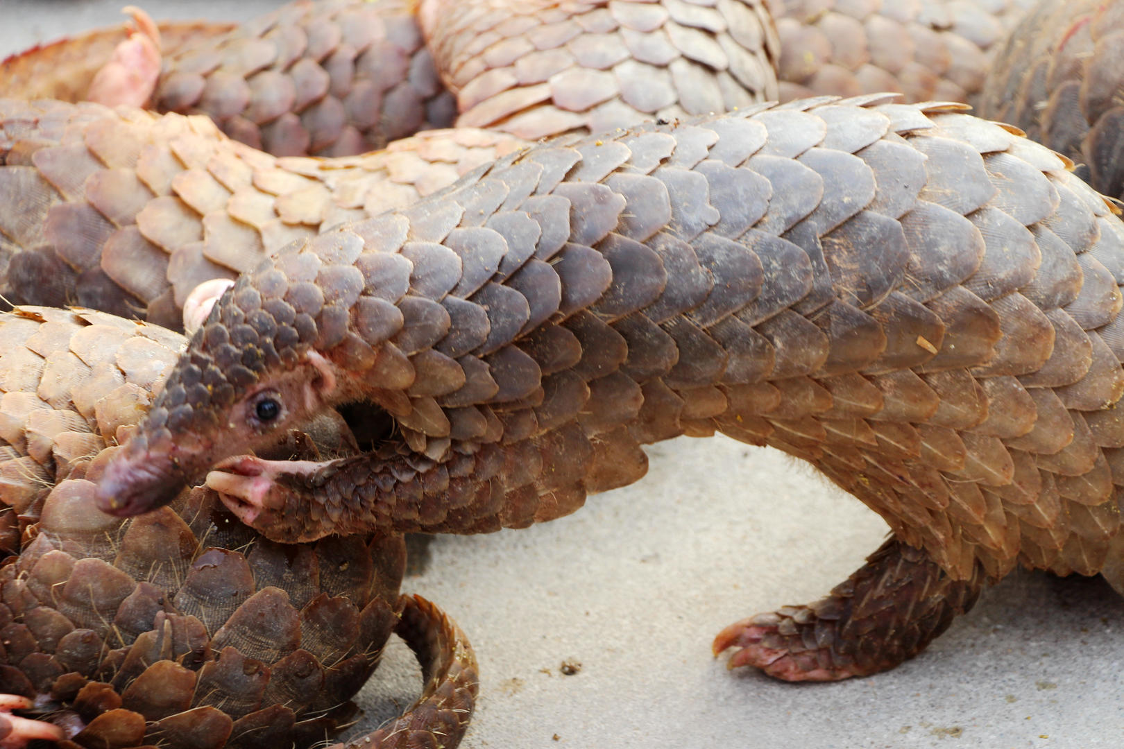 北京野保原站长获刑：受贿801万 4912万财产来源不明