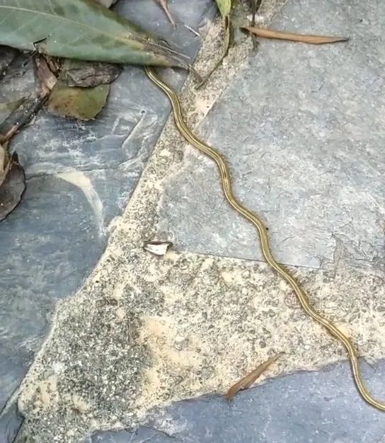 中山惊现像蛇又像虫的怪物上网一查发现