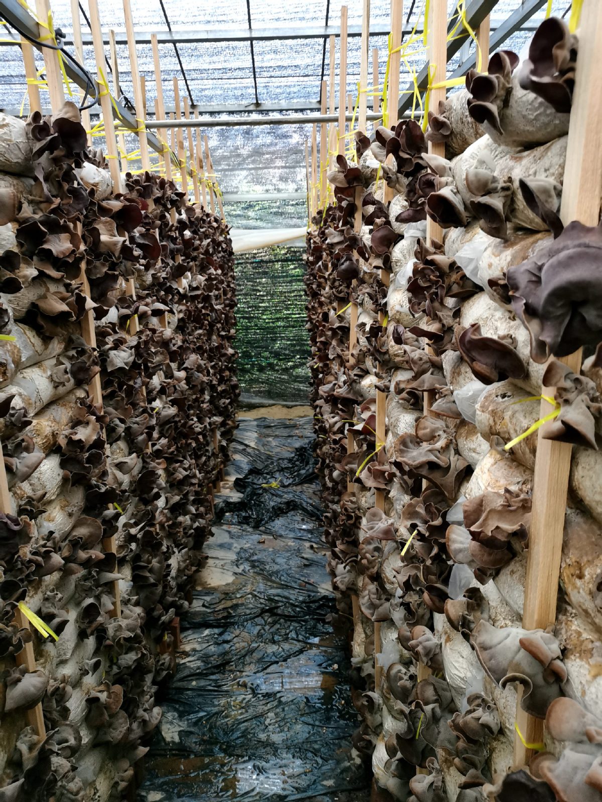 木耳种植产业助力广西苗乡农户脱贫致富