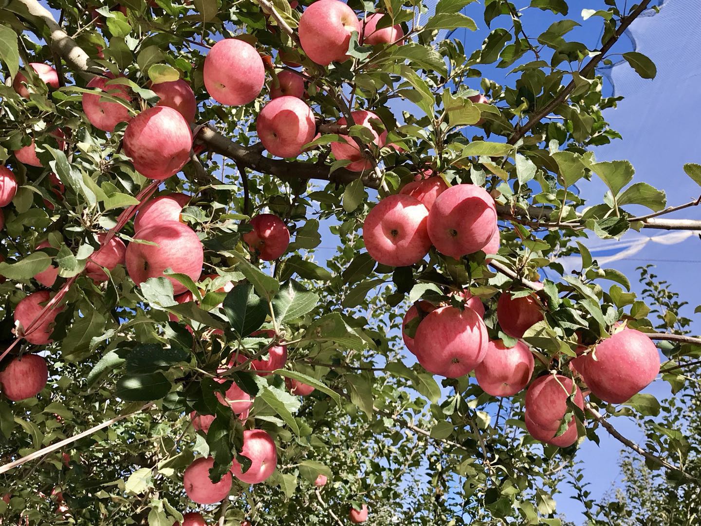 秋日的黄陵到处是丰收的景象,26万亩的果园硕果累累,果农们正在忙碌的