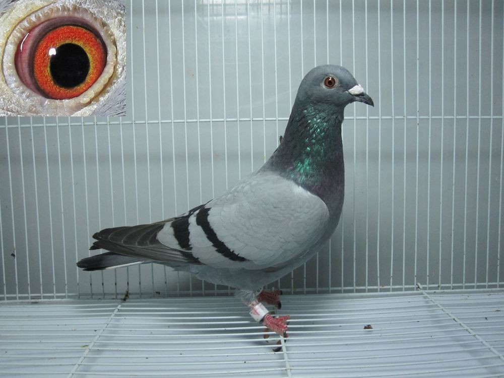 这种放不丢的鸽子该好好利用