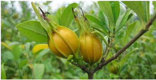 导致今年黄栀子价格如此低迷的主要原因是村民盲目扩张导致,黄栀子