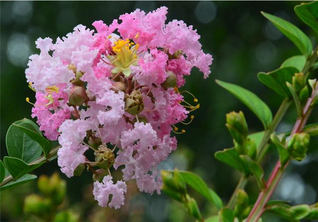 尤其在它的花期,桂花树开花之后,满院子都会飘散着那种迷人的的香味儿