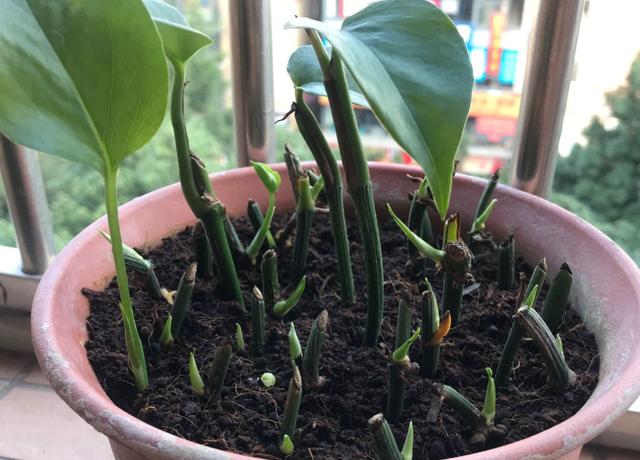 学会这3技巧秋冬扦插繁殖绿萝哪招方便省事就用那一招