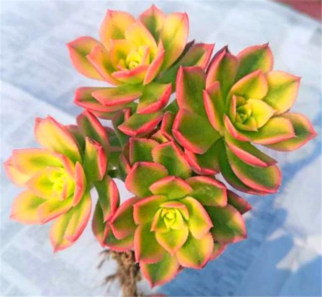 炫彩多肉艳日辉养护牢记3个多明黄鲜红绚丽多姿