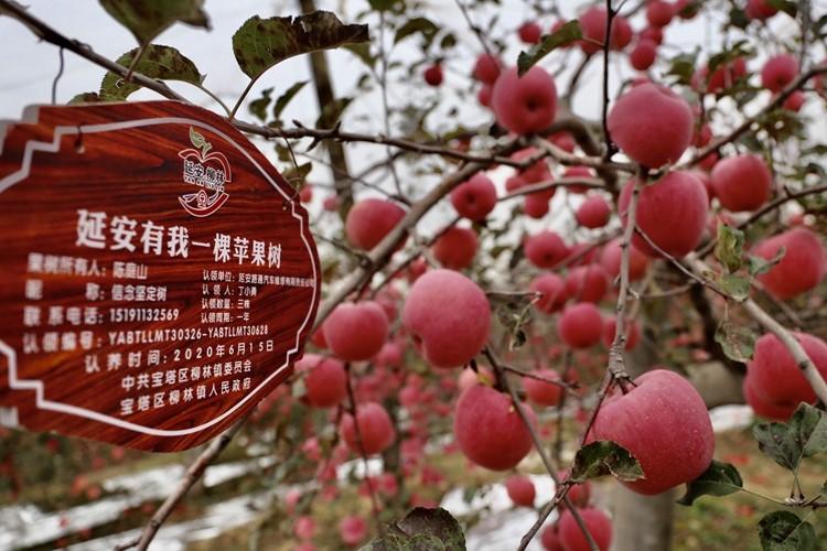 小苹果大产业 7天6晚跨越4市6县 体验一场视觉与味觉的饕餮盛宴
