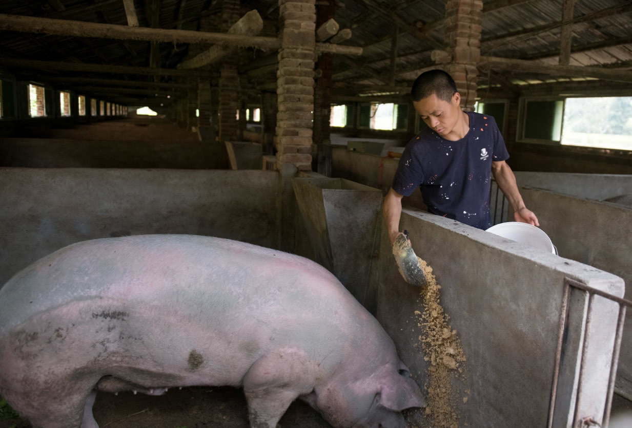 男子辞17万年薪回家养猪,给猪吃中草药养两年出栏,重达60斤
