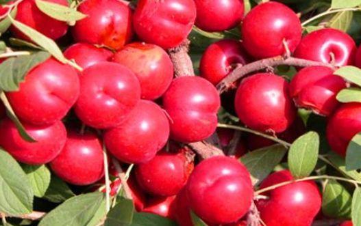 身材好的女人都吃3物,排毒利尿,减肥消脂,美容肌肤,身体好