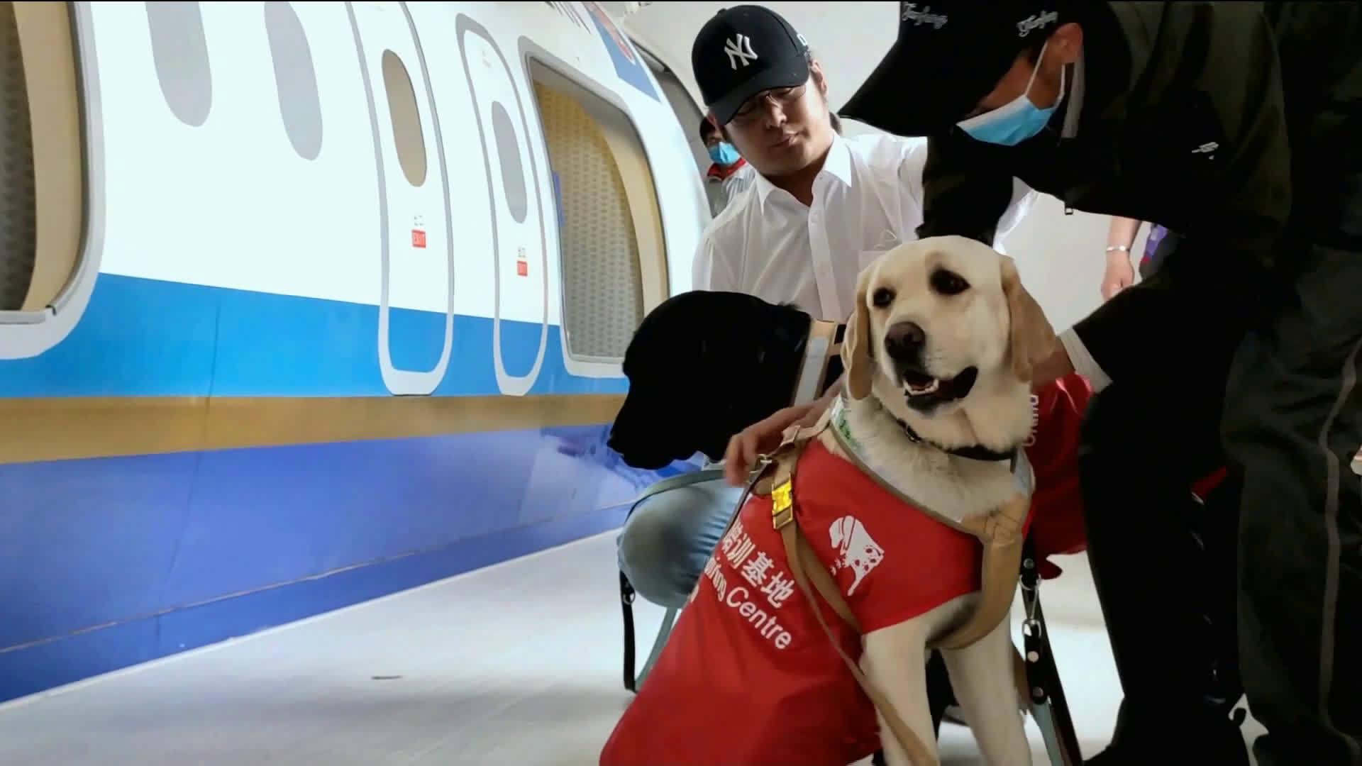 大连3只导盲犬训练如何带主人坐飞机 这几位乘客请收好尾巴