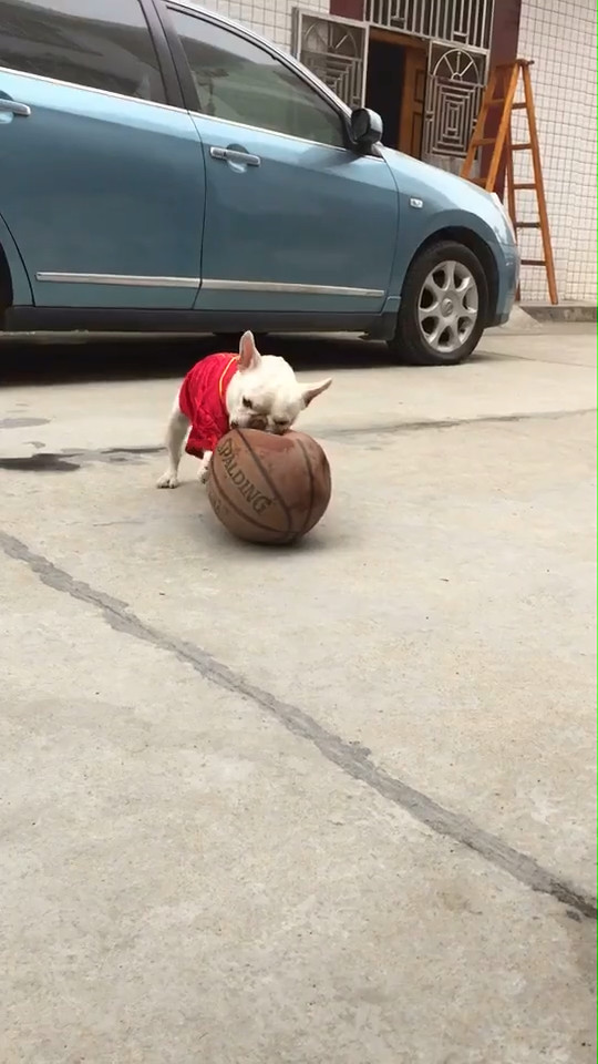 狗狗小身板挑战大篮球,埋头奋战终无所获,最后一脸的绝望