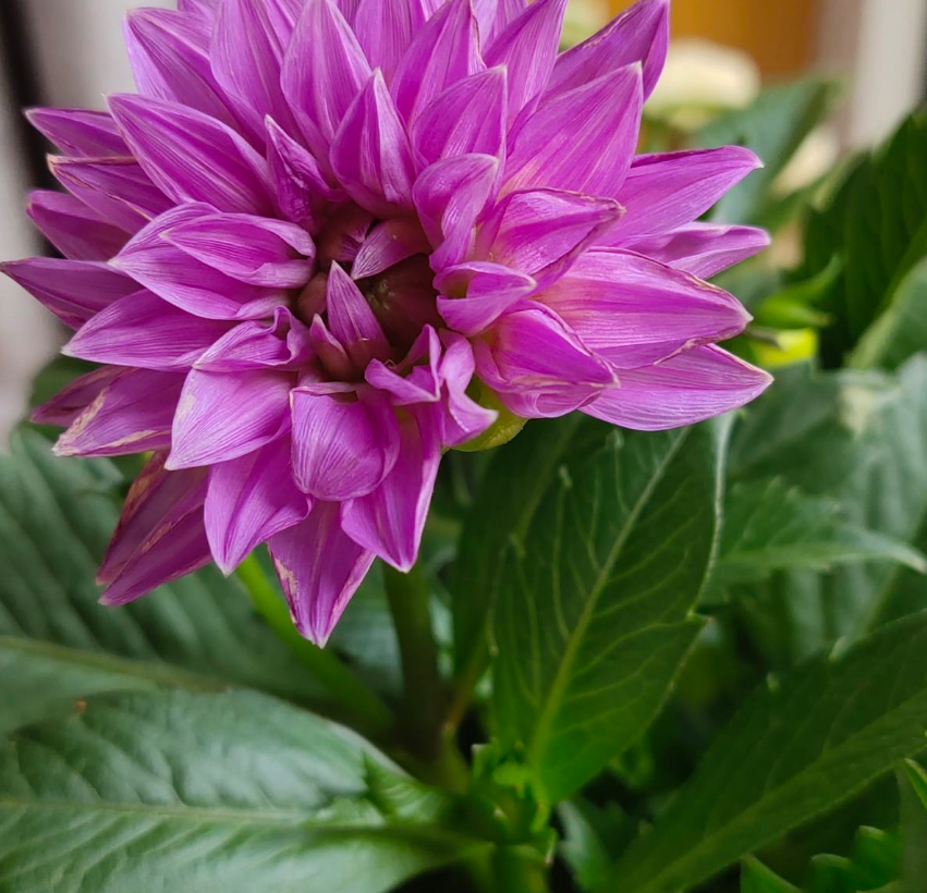 小丽花|大丽花|施肥_新浪新闻