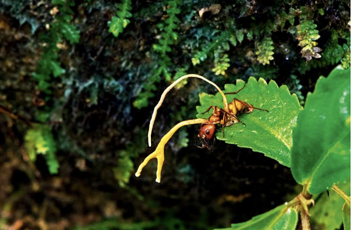 虫草菌本身非常简单，但它可以控制蚂蚁的大脑，让蚂蚁成为爬上高空传播孢子的工具。图片来源：Daniel Winkler