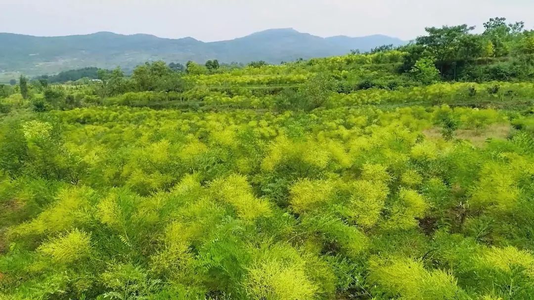 全州县是"中国金槐之乡",从金槐树上采摘下来的金槐花蕾,经杀青,晾晒