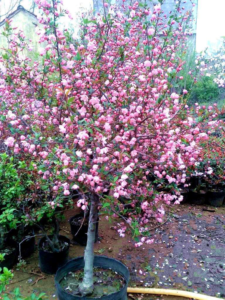 西府海棠有何不同种一棵试试开花真不赖