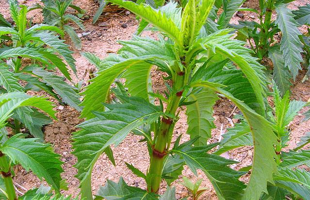 这野草人称草石蚕现在泡菜凉拌都不错