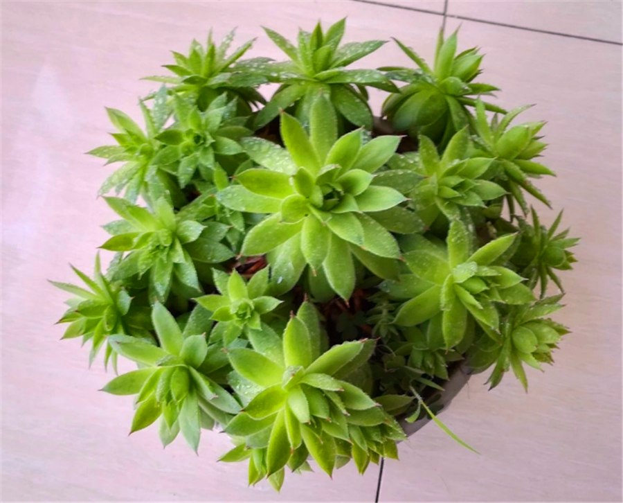 观音莲徒长穿裙子怎么办10月赶紧下狠手养成老桩还爆崽