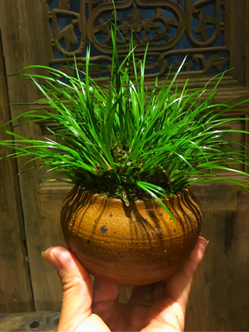 菖蒲又名文人草养成盆景观赏性高养成自然景观