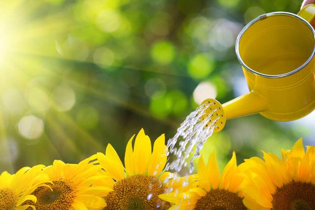 夏季养花靠浇水,学会这几个技巧,轻松判断盆土是否缺水