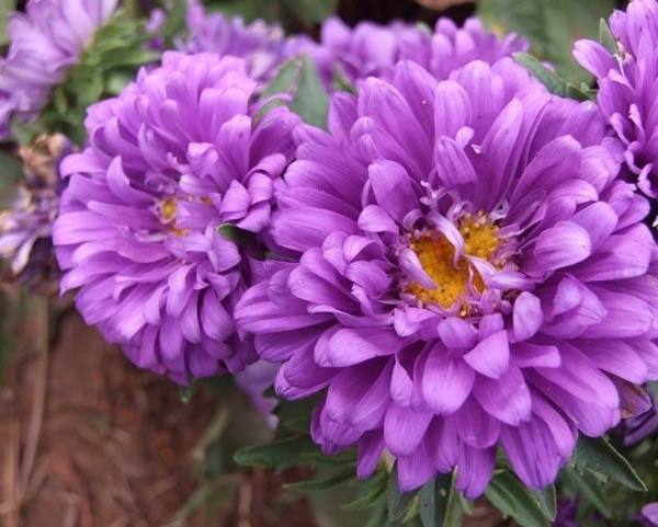 经典的重瓣花翠菊花瓣颜色可真多每年都要养几盆过过瘾