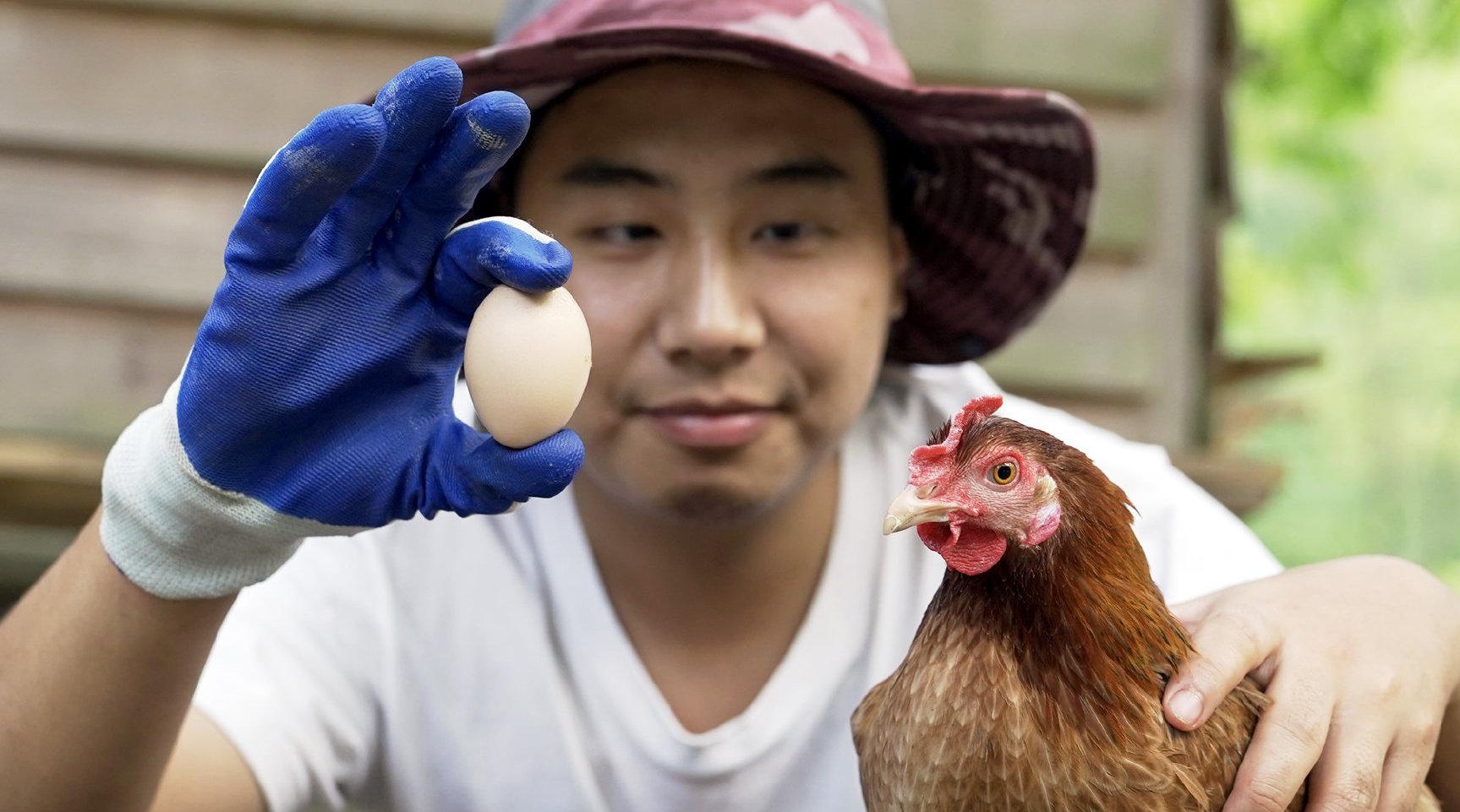 怎样让母鸡下蛋?