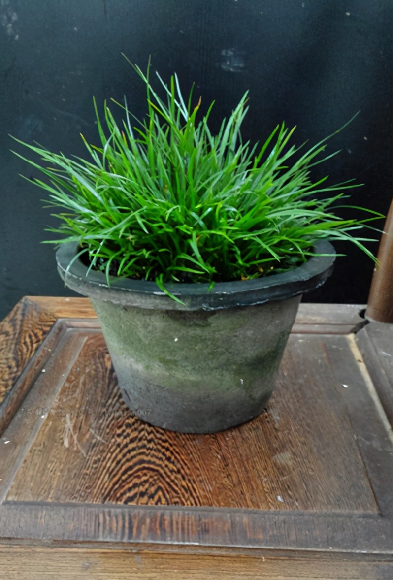 菖蒲又名文人草养成盆景观赏性高养成自然景观