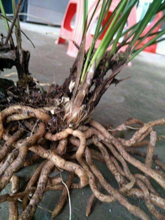 养兰花重点在养根,养出粗壮的白根,兰花叶子绿开花多