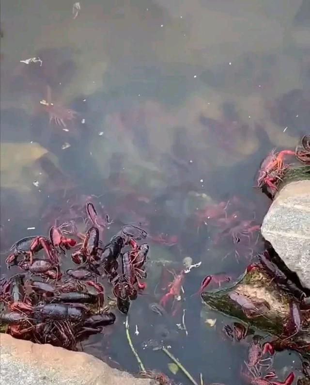 虾灾?广东水库内小龙虾密密麻麻,疑似泛滥了