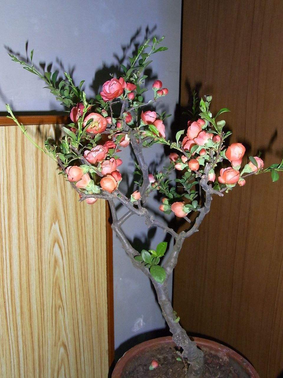 西府海棠有何不同种一棵试试开花真不赖