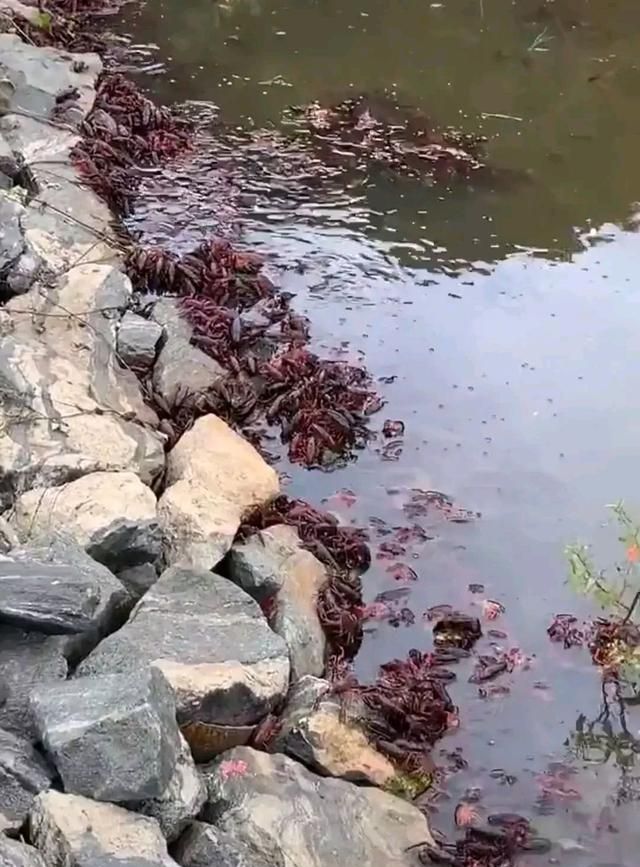 虾灾?广东水库内小龙虾密密麻麻,疑似泛滥了