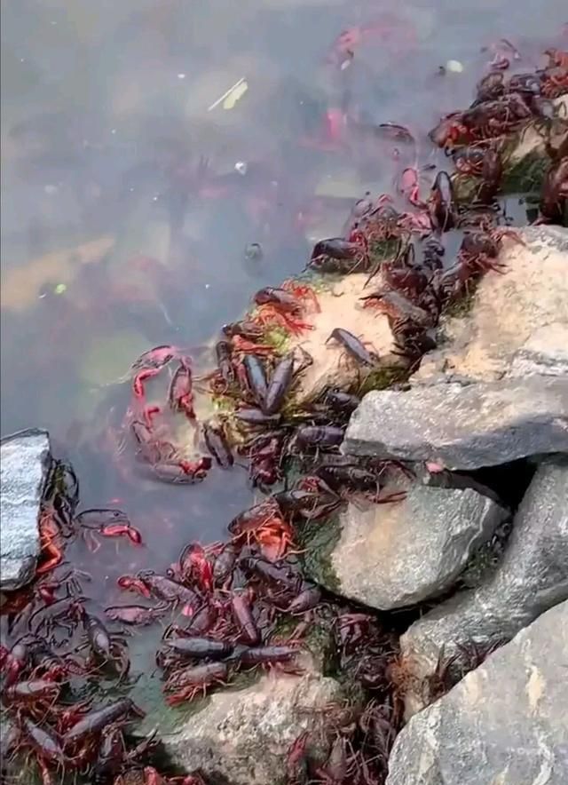 虾灾?广东水库内小龙虾密密麻麻,疑似泛滥了