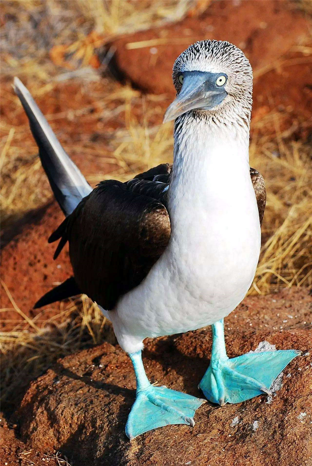 世界上最呆萌的鸟,求偶时跳一种奇特的抬脚舞,还比谁的脚丫更蓝|鲣鸟